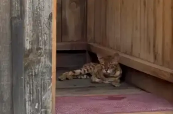 Бенгальская кошка найдена на 11-й улице, Элиста - photo