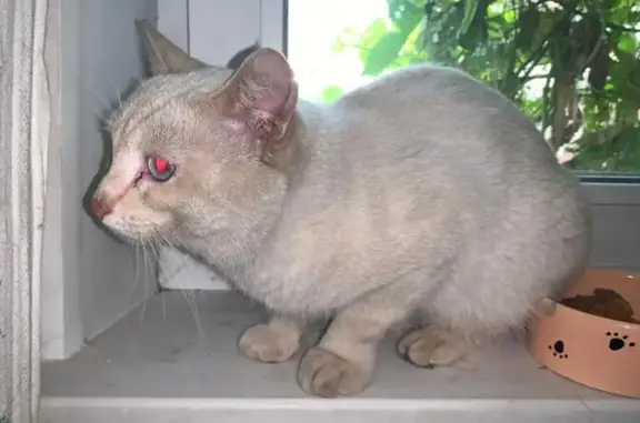 Найдена кошка, Челябинск, фото: Кошка найдена у Комсомольского пр., 10/1