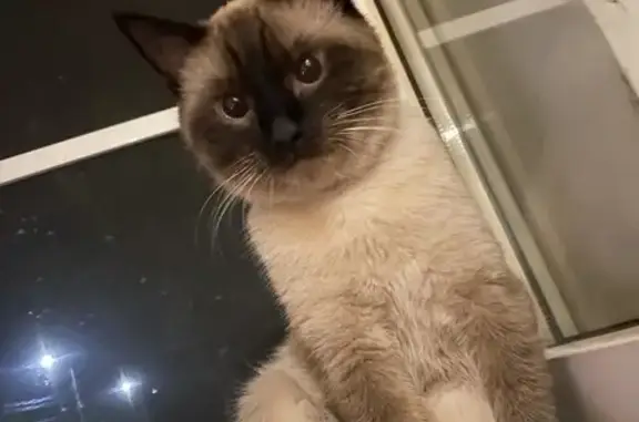 Пропала сиамская кошка, Войкова 27, Павловск