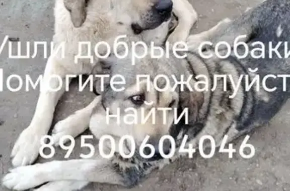 Пропала собака, ул. Георгия Вицина, 38