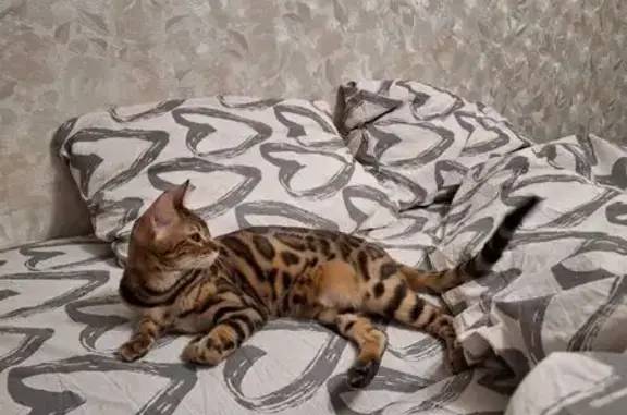 Кошки потеряшки, Кемерово, фото: Потеряшка бенгальская кошка, Кемерово, ЛП 36Б