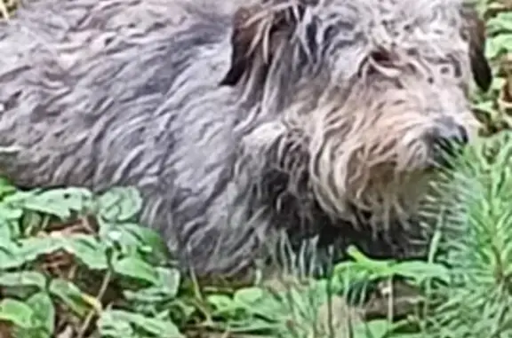 Найдена собака, Челябинская область, фото: Собаки найдены у дороги на Баден-Баден