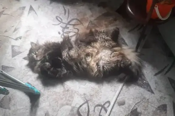 Кошки потеряшки, Курск, фото: Потеряшка кошка, ул. Косухина, 13, Курск