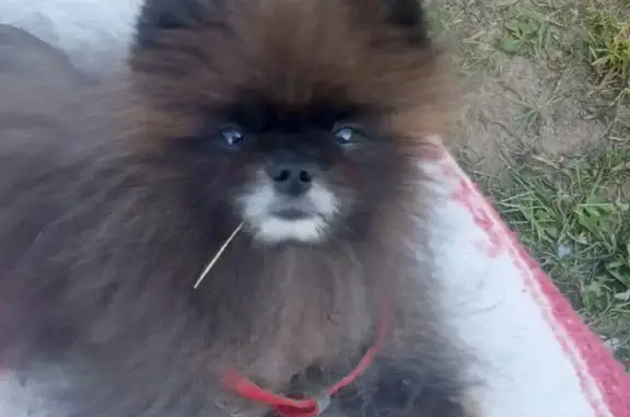 Собаки потеряшки, Северск, фото: Потеряшка собака, Томск — Самусь, Северск