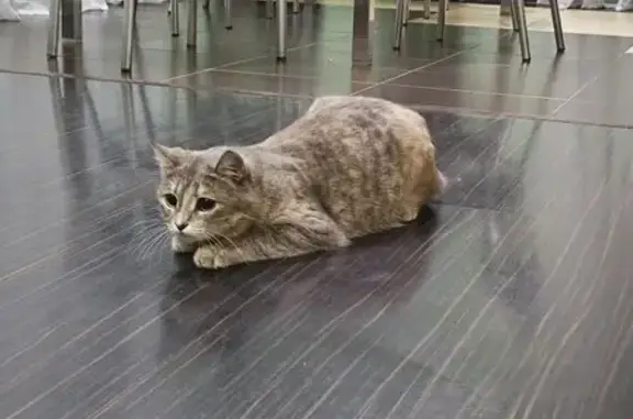 Кошки потеряшки, Чебоксары, фото: Потеряшка кошка, ул. Мате Залка 5/13