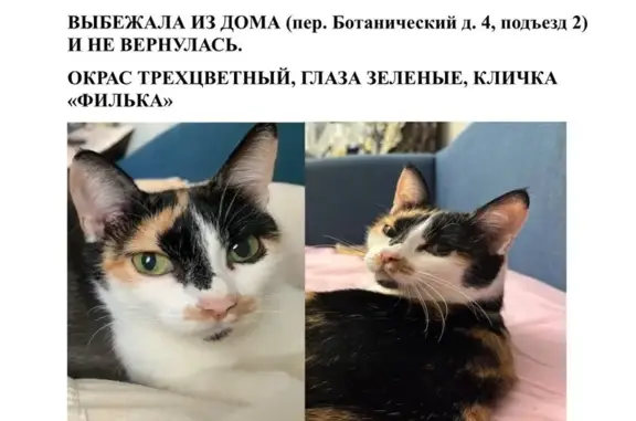 Пропала кошка, Ботанический пер., 4, Томск