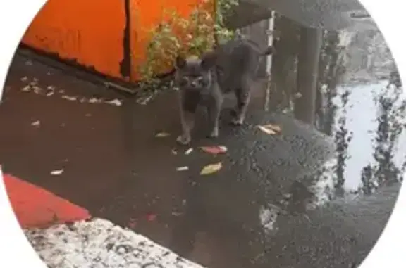 Кошка найдена, Малый Рогожский пер., Москва