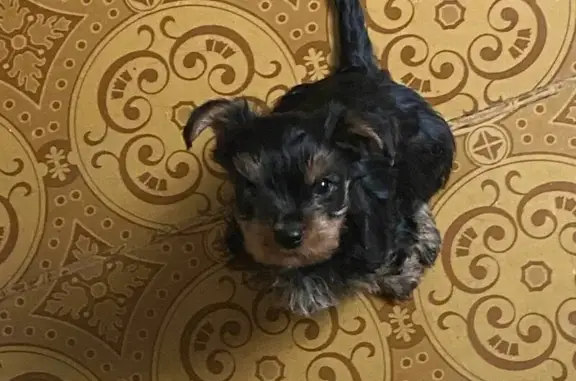 Собаки потеряшки, Калуга, фото: Потеряшка собака, Никитиной 21А, Калуга