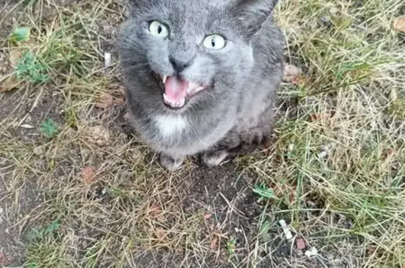 Найдена кошка, Ивняки, фото: Кот найден у подъезда, Ивняки, Центр. 4А