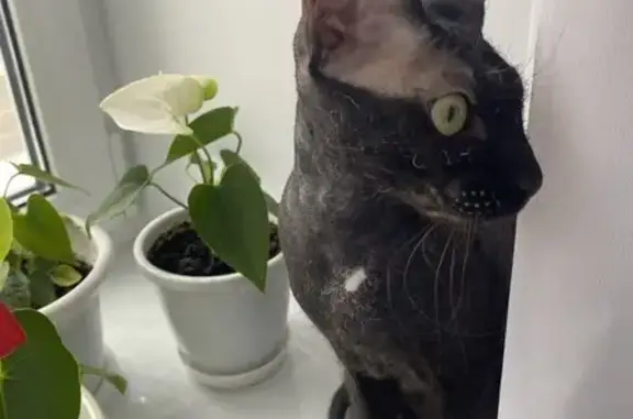 Кошки потеряшки, Сокол, фото: Потеряшка кошка, ул. Беляева, 2, Сокол