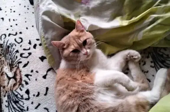 Пропала кошка, Центральная ул., Ягодное