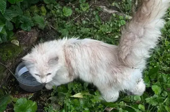 Найдена кошка, Ярославль, фото: Кошка с зеленым ошейником, Ярославль