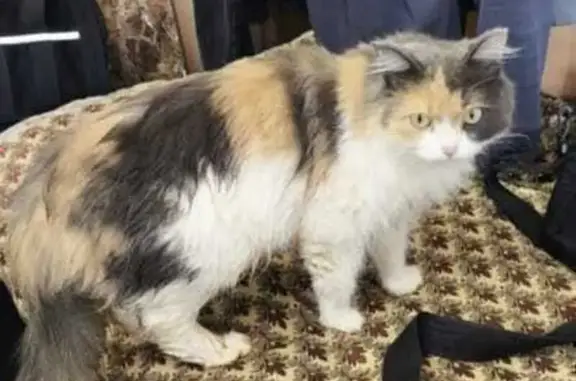 Кошки потеряшки, Игра, фото: Потеряшка кошка в Удмуртии