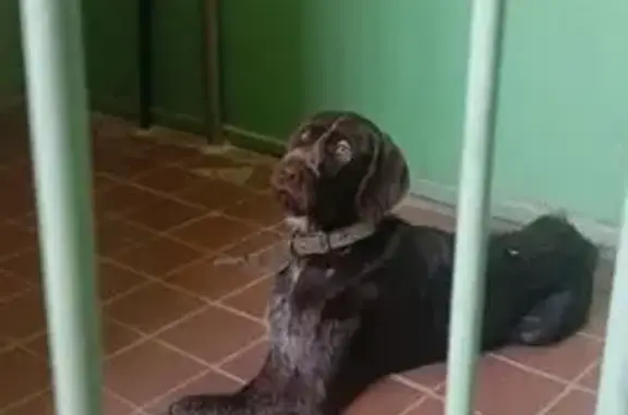 Найдена собака, Балаково, фото: Собака найдена: Трнавская ул., 73, Балаково