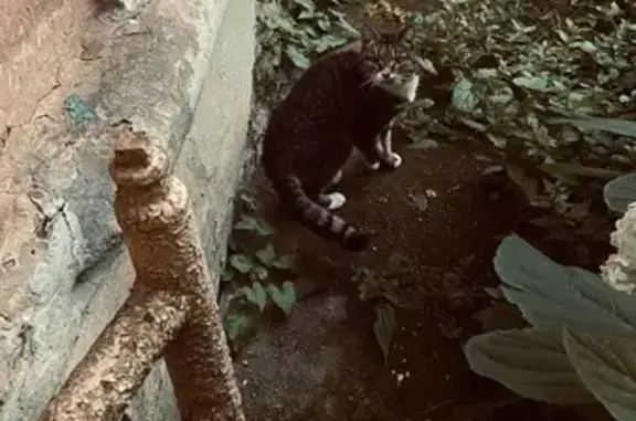 Найдена кошка, Тверь, фото: Кошка найдена: Орджоникидзе 12/1, Тверь