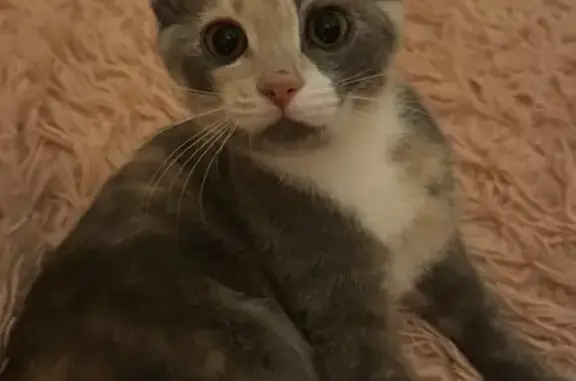 Найдена кошка, Ульяновск, фото: Кошка найдена, ул. Карла Маркса, Ульяновск