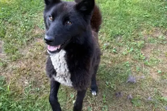 Собака найдена в Бургинском поселении