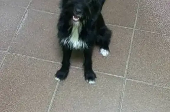 Собака найдена: Орловская ул., Курск