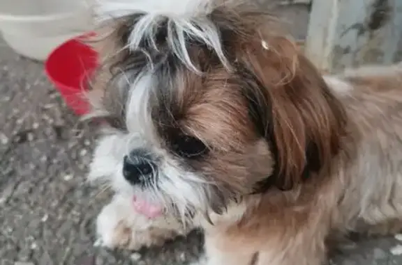 Найдена собака, Салават, фото: Найдена собака, Революционная 9, Салават