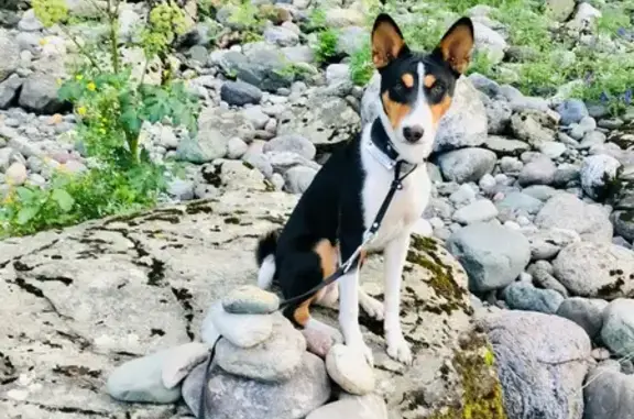 Собаки потеряшки, Томск, фото: Потеряшка собака, ул. Карла Ильмера, Томск