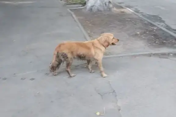 Собака найдена: 24-я линия, 2/5, Ростов-на-Дону