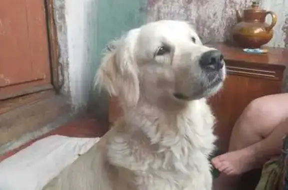 Найдена собака, Бийск, фото: Найдена собака, Бийск, M52, 75