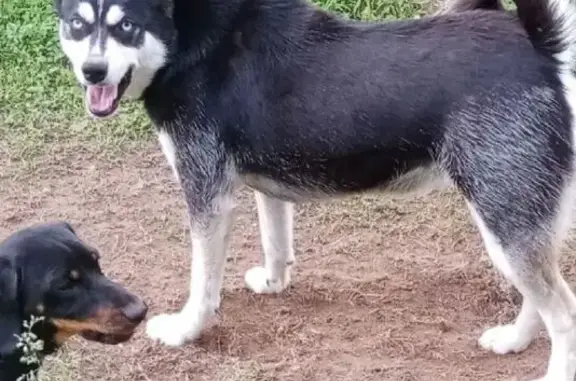 Пропала собака, ул. Гагарина, Гимолы