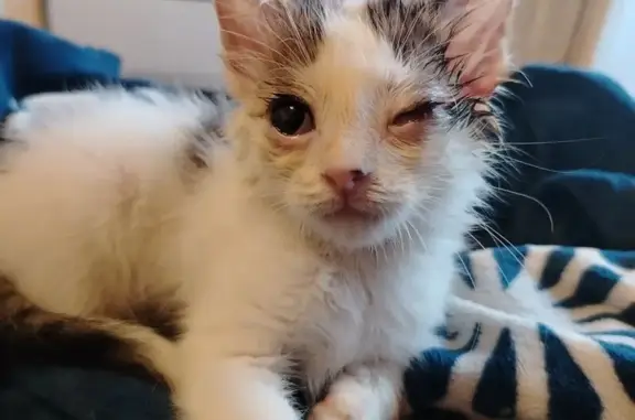 Кошки потеряшки, Брянск, фото: Потеряшка кошка, ул. Медведева 65/2, Брянск