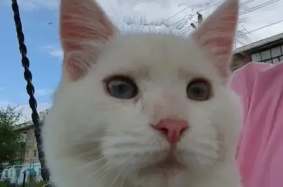 Пропала кошка, ул. Муртазина, 21, Учалы