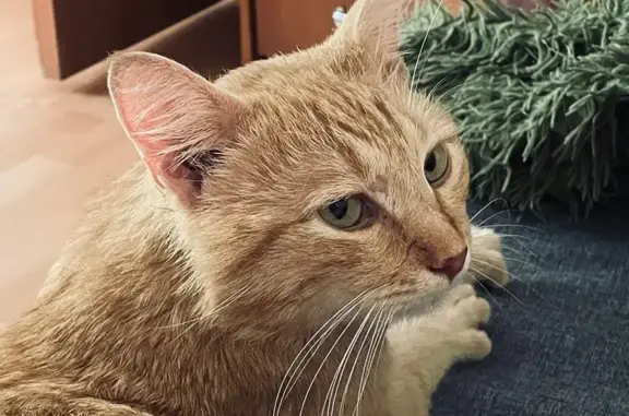 Кошка найдена: ул. Елены Колесовой, 20