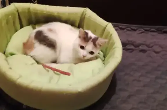 Найдена кошка, ул. Клубная, 48, Ижевск