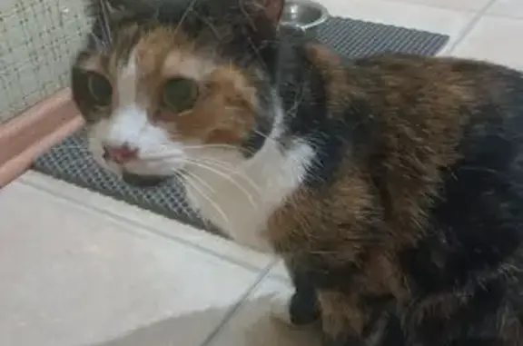 Найдена кошка, Рязань, фото: Найдена кошка, Касимовское ш., 65 к1, Рязань
