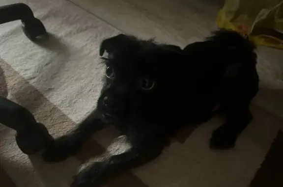 Найдена собака, Омск, ул. Челюскинцев 95