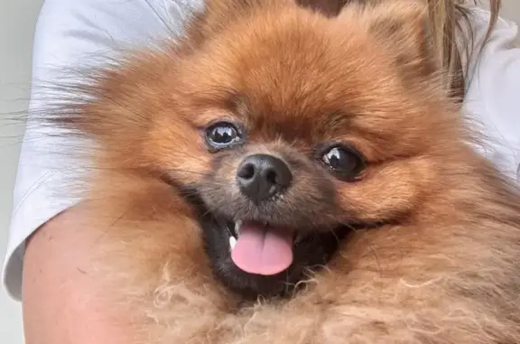 Найдена собака: Кирочная ул., 28 к2, СПб