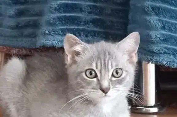 Кошка найдена: ул. Абсалямова, Казань