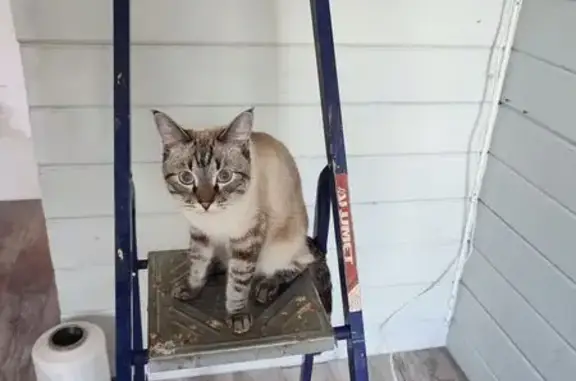 Пропала кошка, Троицкое, Вологодская обл.