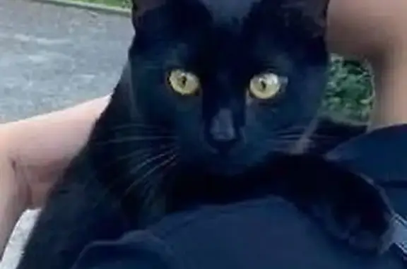 Пропал котик на Шуминского, Липецк