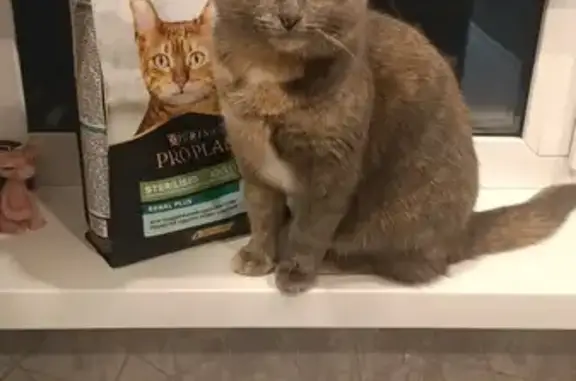 Кошки потеряшки, Шуя, фото: Потеряшка кошка, ул. Строителей, 7, Шуя