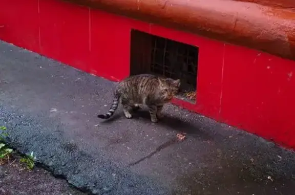 Найденные животные Москва, фото: Найдена кошка на Фортунатовской ул., 9