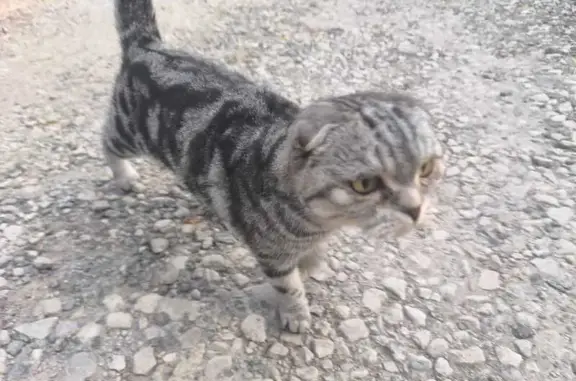 Найдена кошка, Чехов, фото: Ласковая кошка найдена на Комсомольской, Чехов