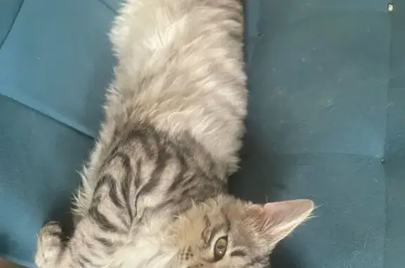 Кошки потеряшки, Новая Усмань, фото: Потеряшка кошка, ул. Ленина, 60, Новая Усмань