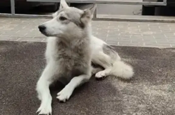 Найдена собака, ул. Урицкого 157, Воронеж