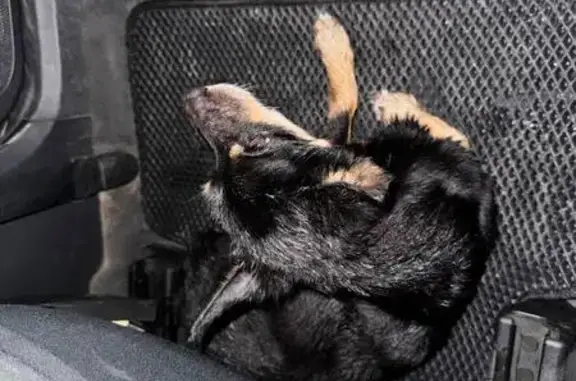 Найдена собака, ул. Якоби, Иркутск