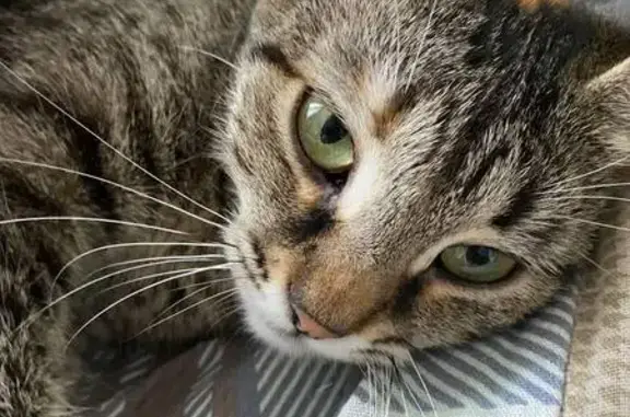 Кошки потеряшки, , фото: Потеряшка кошка, Горшково 5