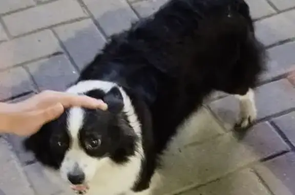 Найдена собака, ул. Карла Маркса, Чебоксары