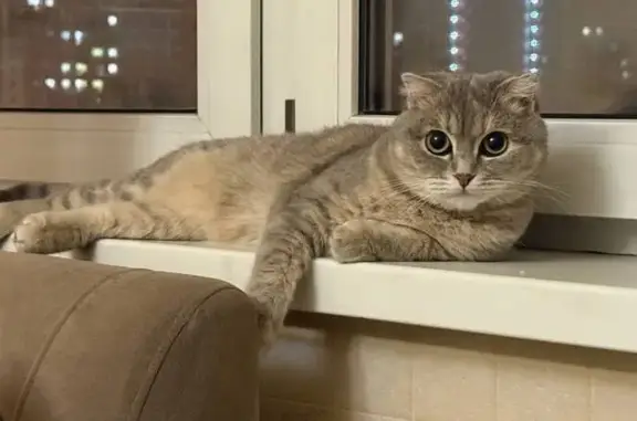 Кошки потеряшки, , фото: Потеряшка кошка, Твардовского 4 к4, Мякинино