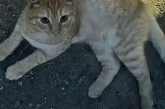 Найдена кошка, Дядьково, фото: Найдена кошка на ул. Связи, Дядьково