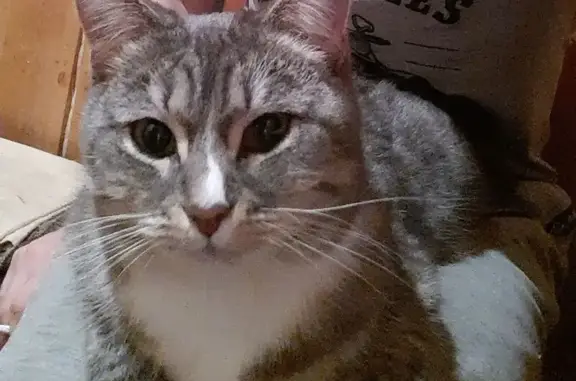 Пропала кошка, ул. Семёнова, 20, Тверь