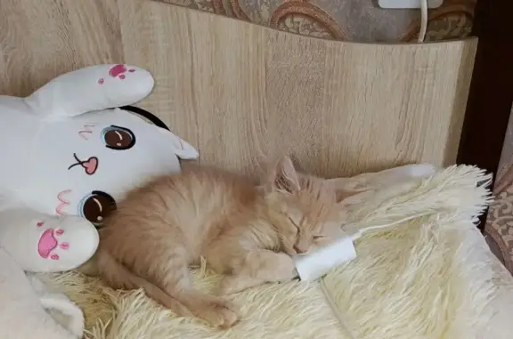 Пропала рыжая кошка, ул. Пионеров, 18