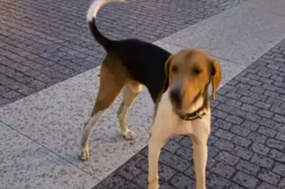 Найдена собака, Астрахань, фото: Собака найдена у пл. Ленина, Астрахань